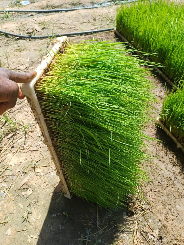 Livestock Feed & Fodder