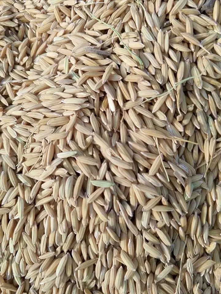 Crop seeds
