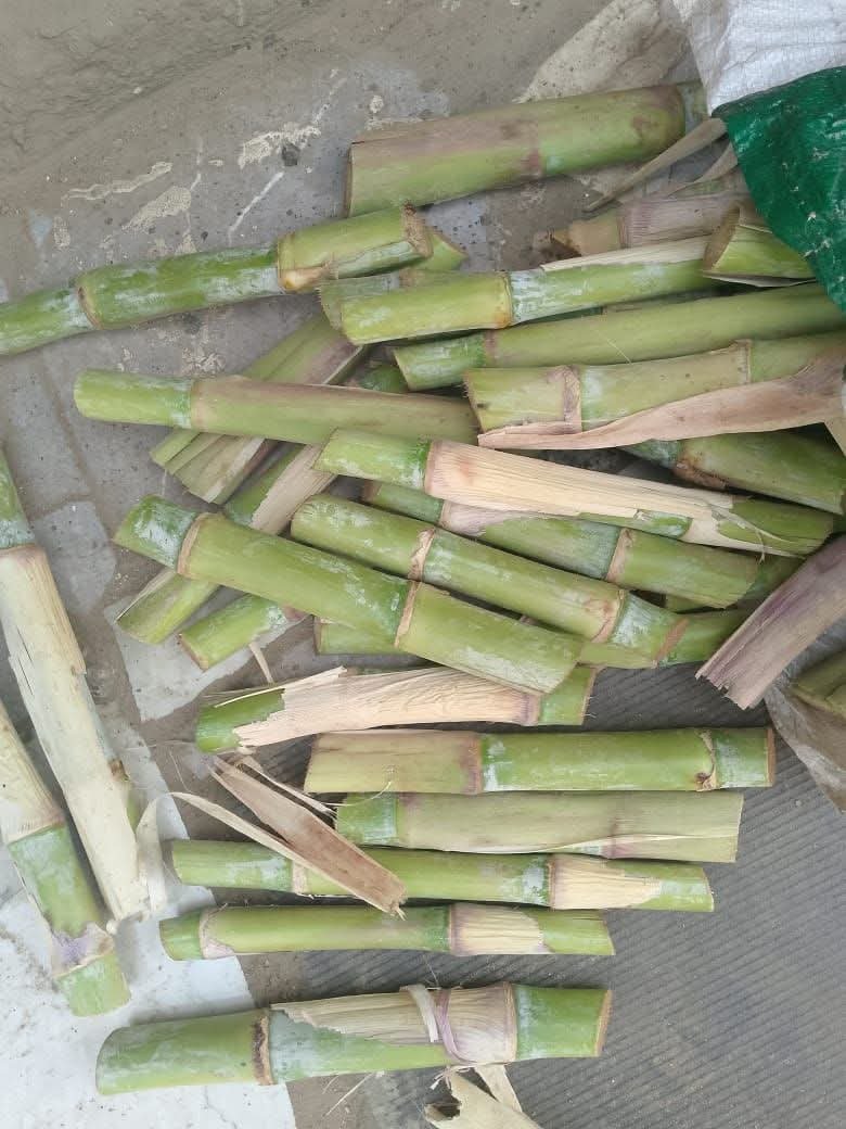 Bag of Juncao Grass Cuttings