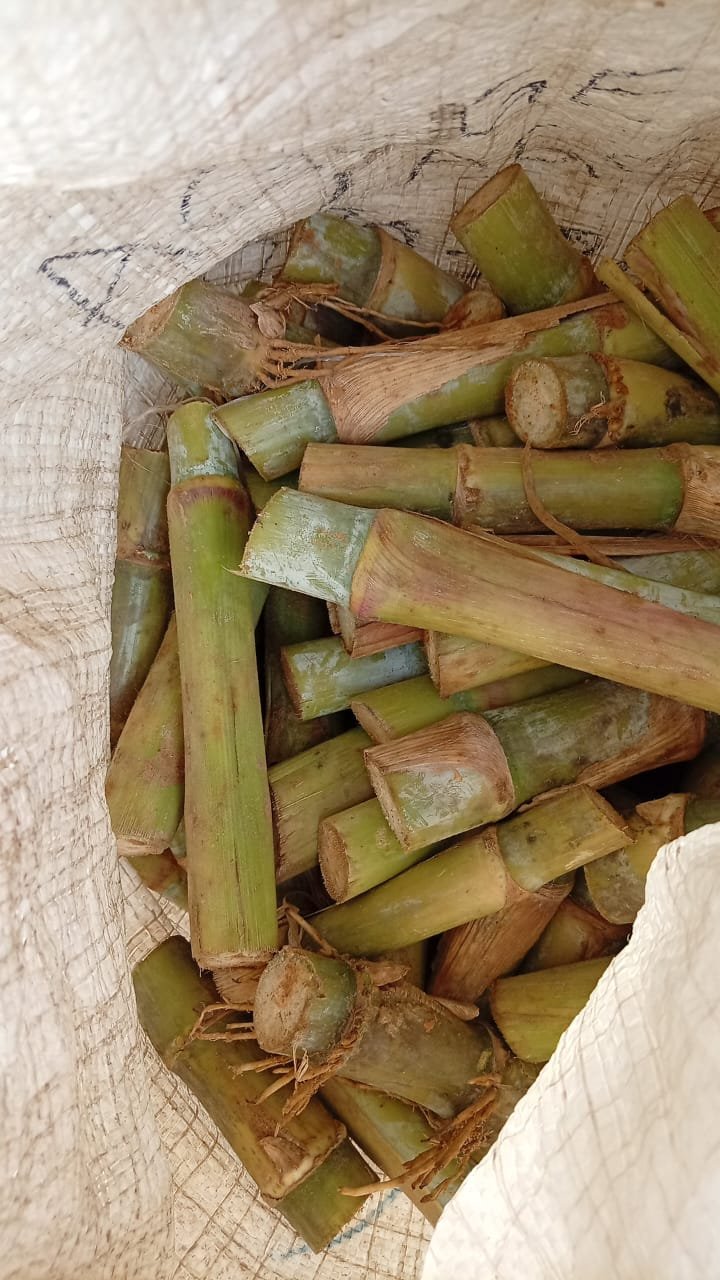 Bag of Juncao Grass Cuttings
