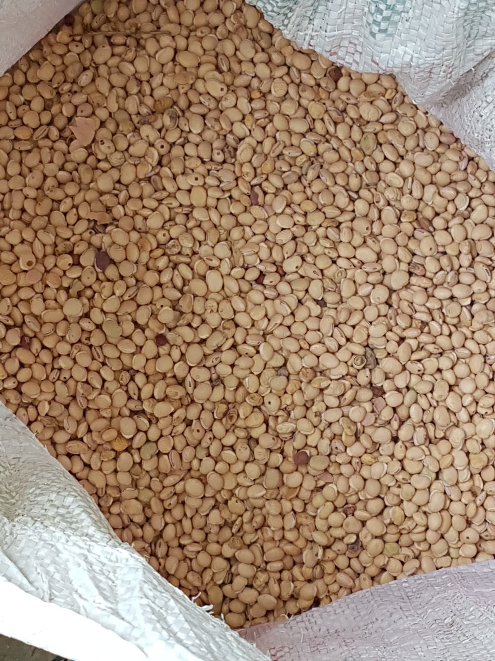 Lablab seed 1 kg pack