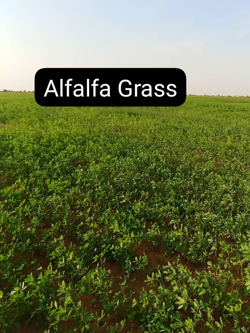 Alfalfa seeds 1kg pack