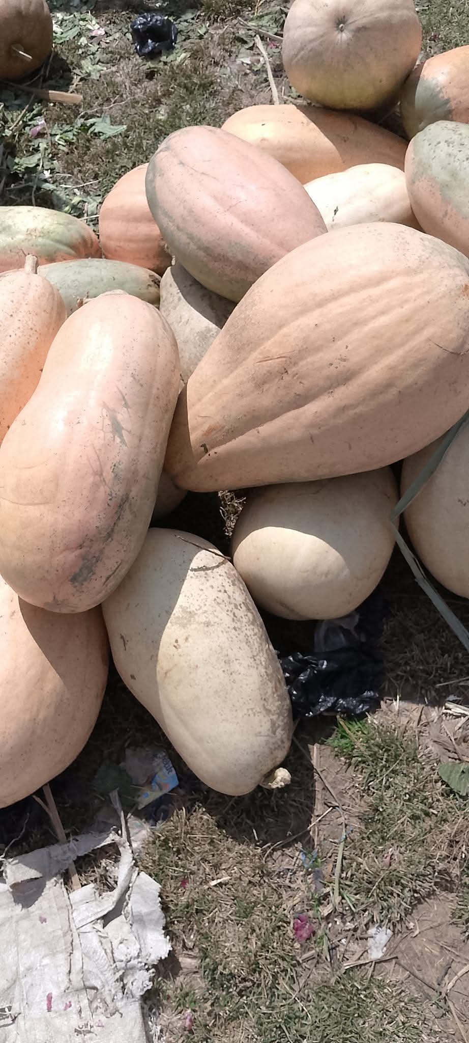 Pumpkin seed 1kg