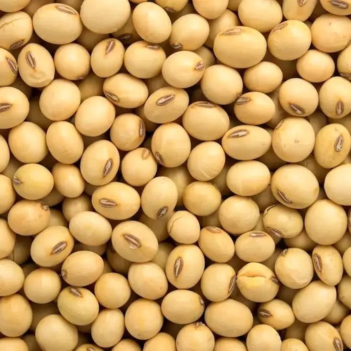 Soyabeans TGX 1951-3F (2kg pack)