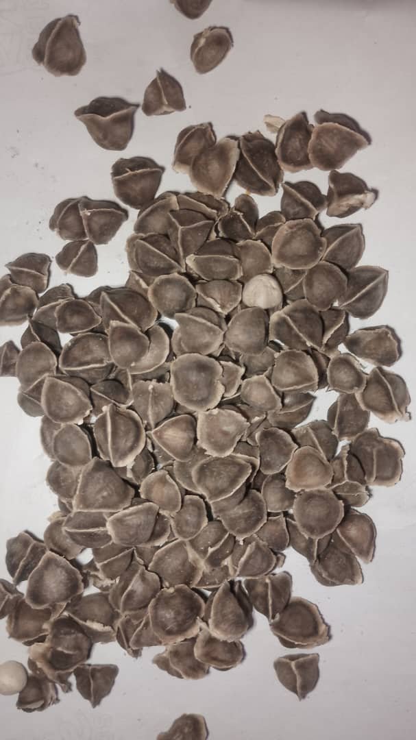 Moringa seed 2kg pack 