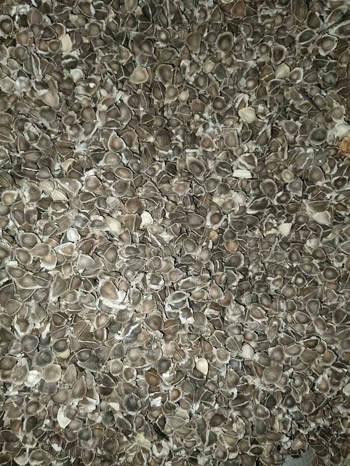 Moringa seed 2kg pack 