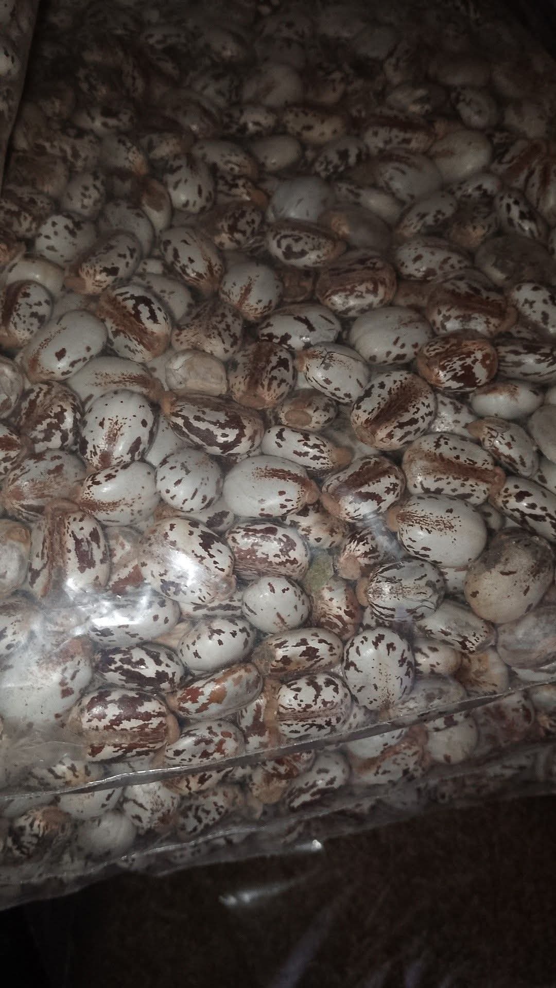 Castor Seeds 2kg pack 