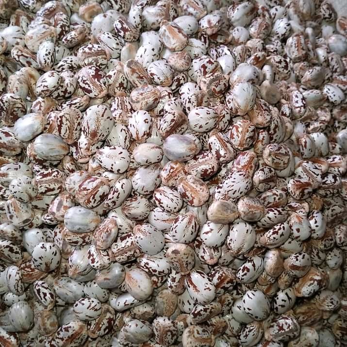 Castor Seeds 2kg pack 