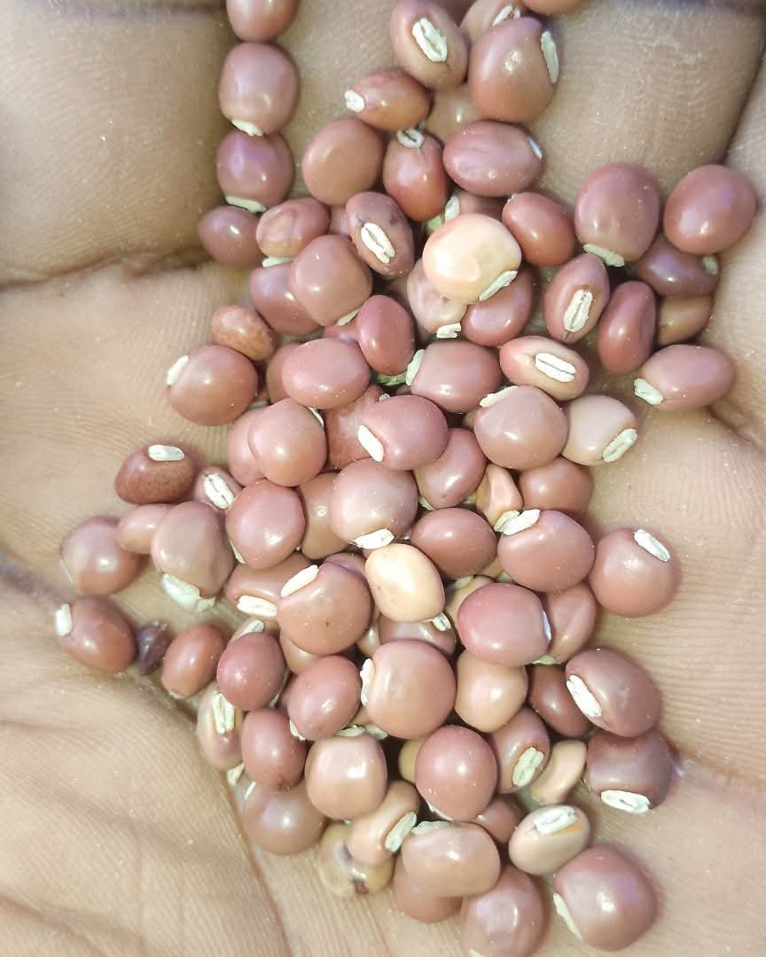 Pigeon pea 1kg pack 