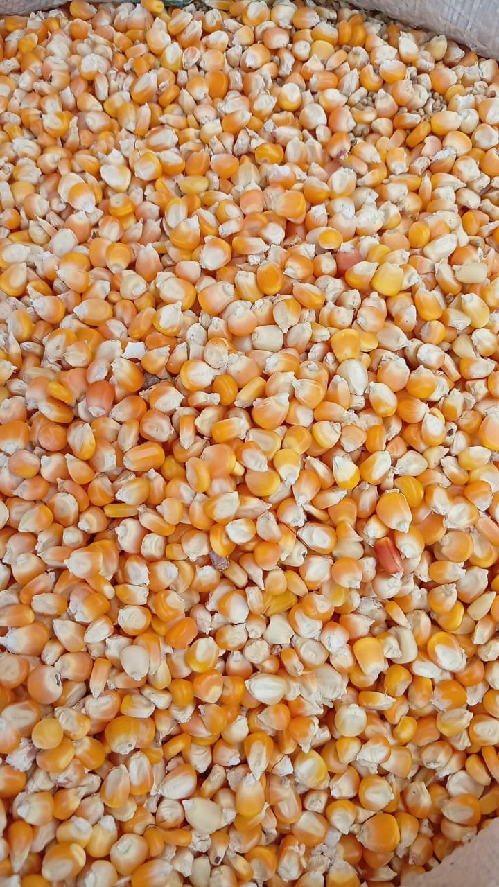 Yellow corn 5kg