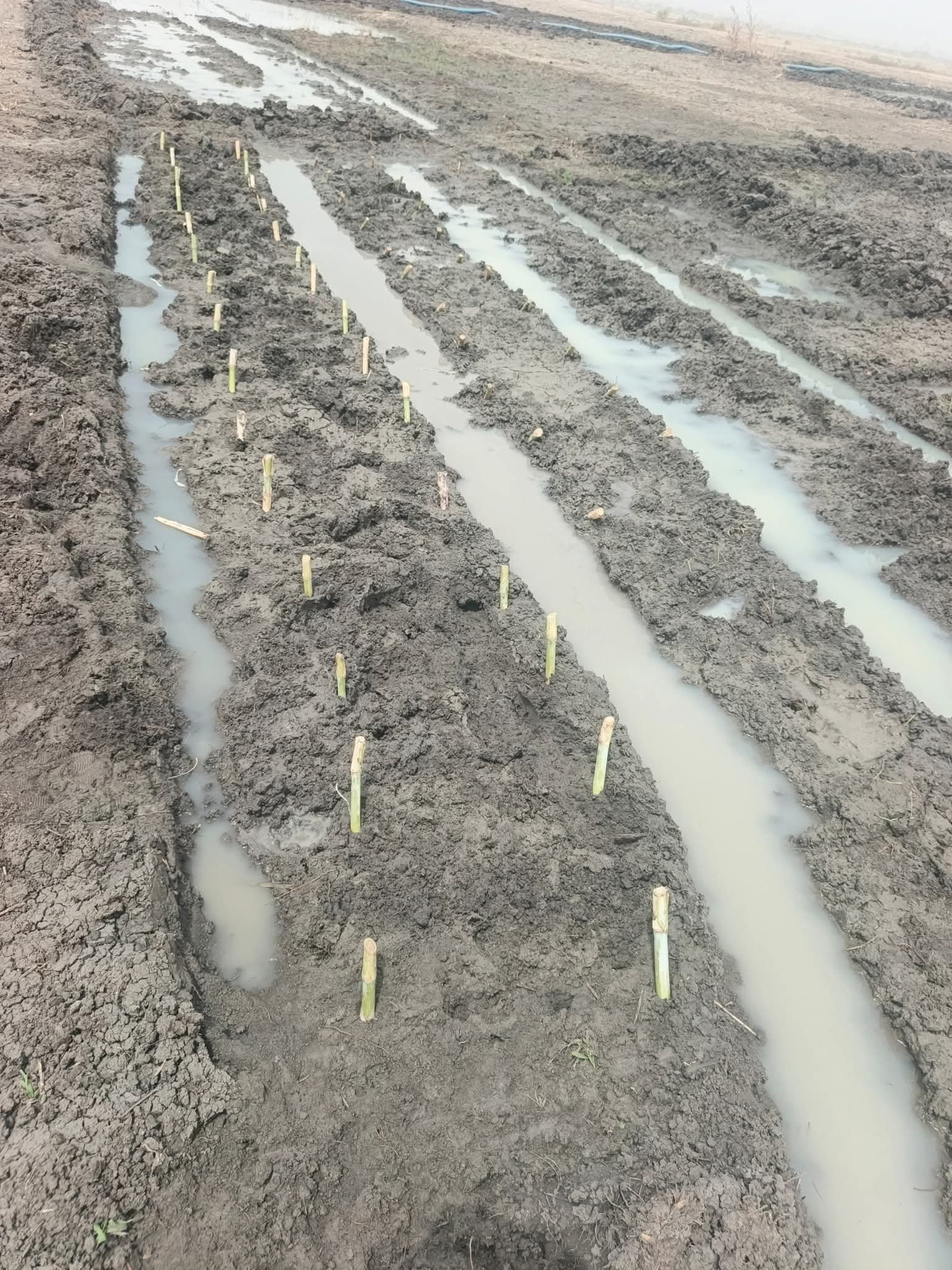 Agricultural Training & Advisory