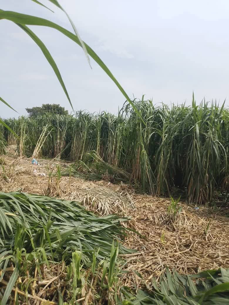 Agricultural Training & Advisory